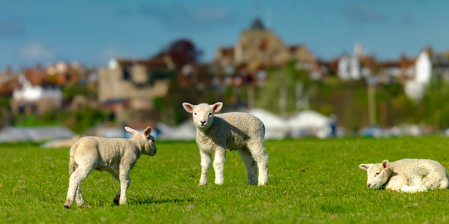 rye bay lamb