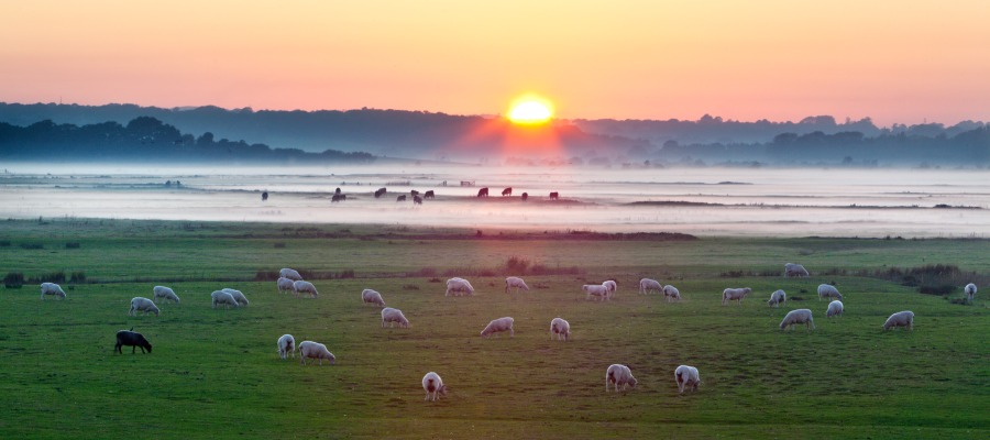 romneymarsh