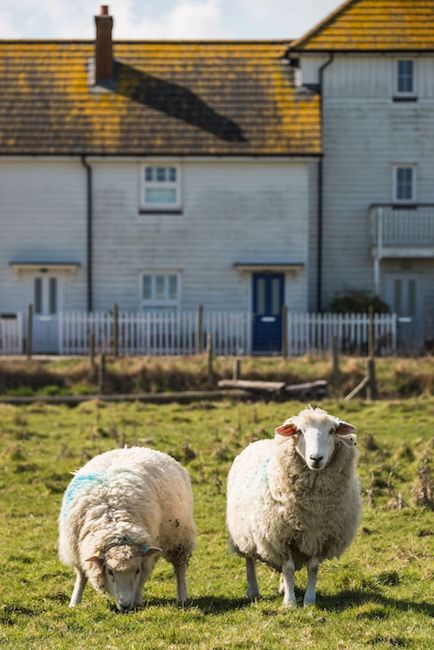 RTsheep