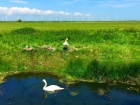 ruftyswan