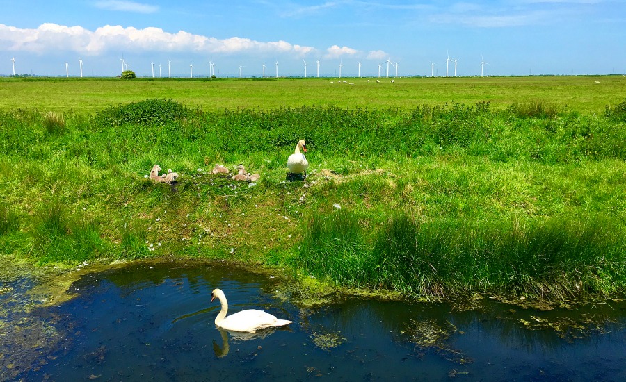 nesting swans outside rufty tufty