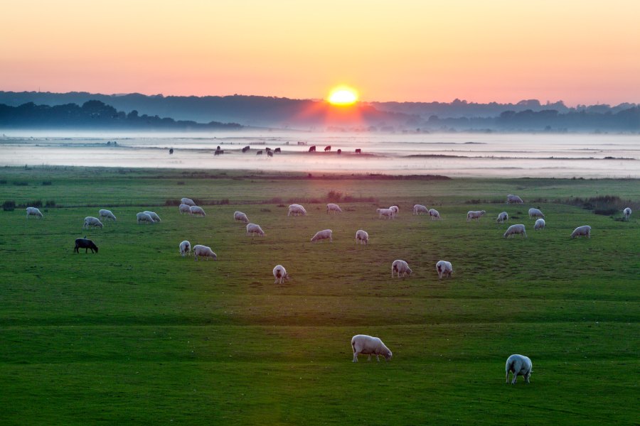 Romney marsh sheep autumn