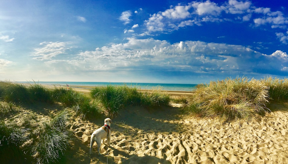 Dog-Friendly Beaches in East Sussex