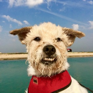 dog friendly beaches in east sussex