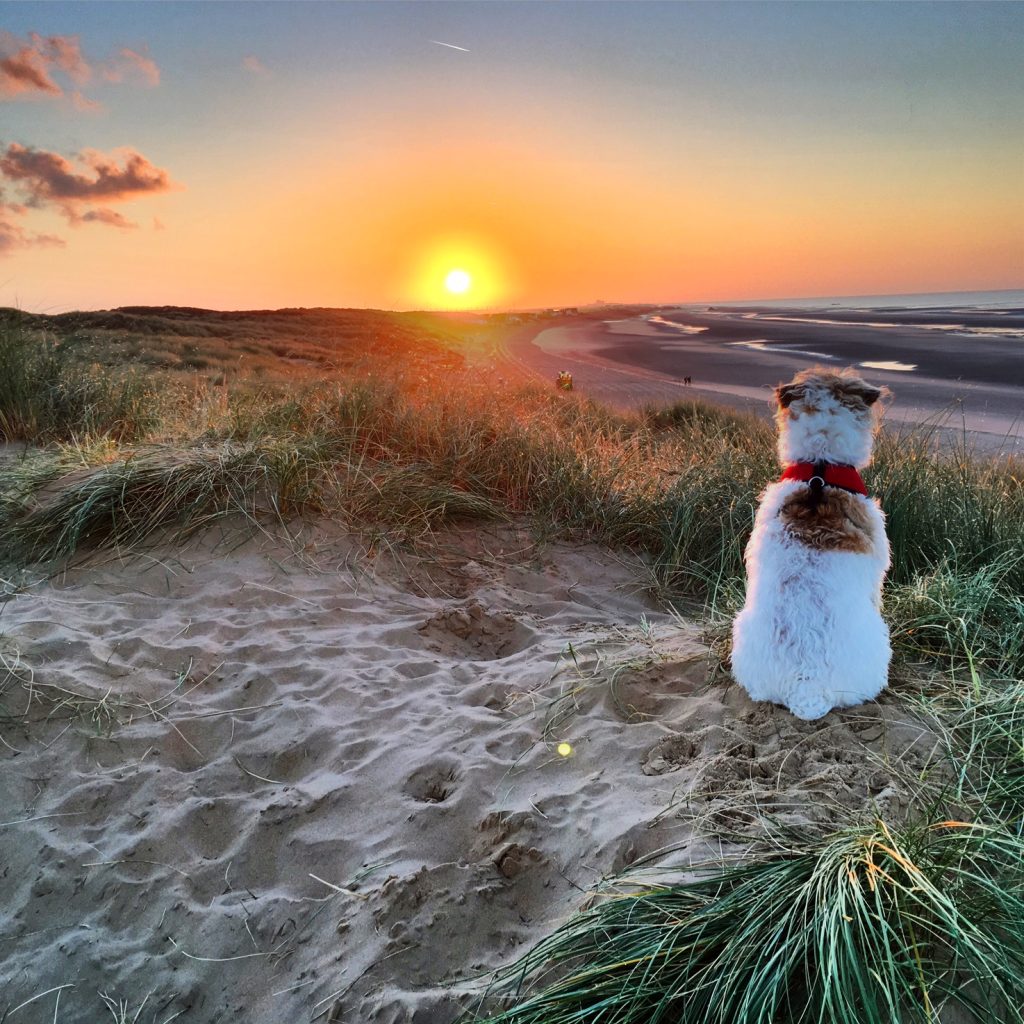 Oscar watching the sunrise at Camber Sands