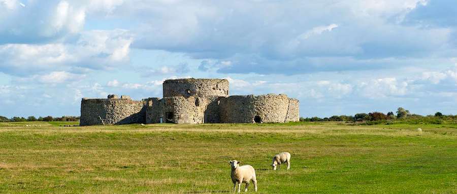 Rye Harbour sheep