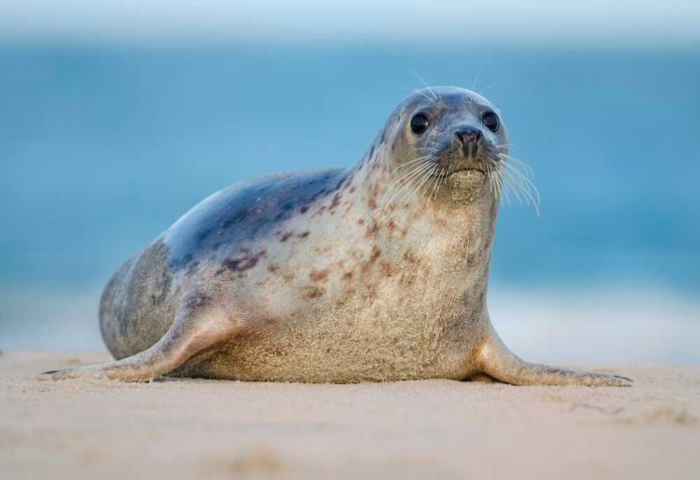 harbour seal