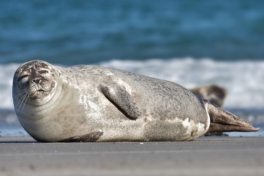 Seals at Camber Sands