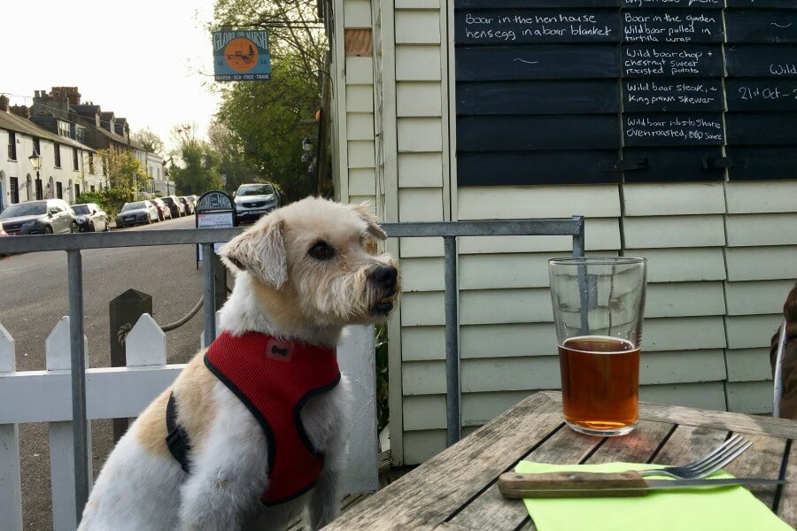 Oscar dog at Rye Pub