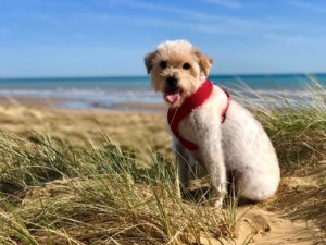 camber sands for dogs