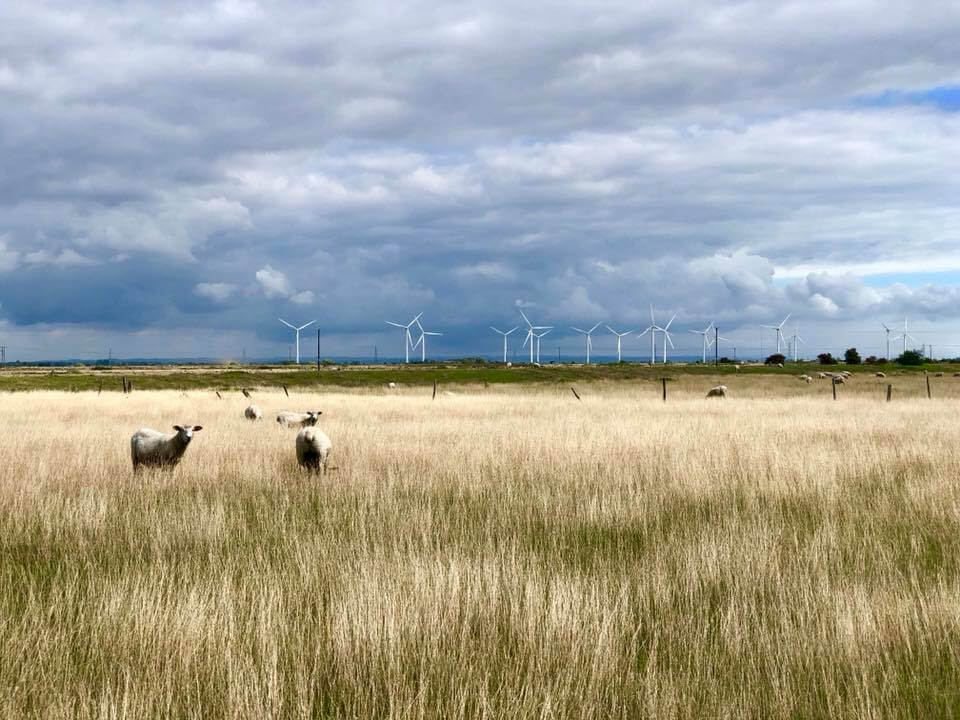 Romney Marsh lambs in Camber Sands