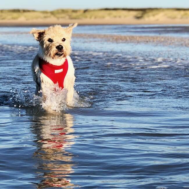 Dog on beach at Camber Sands