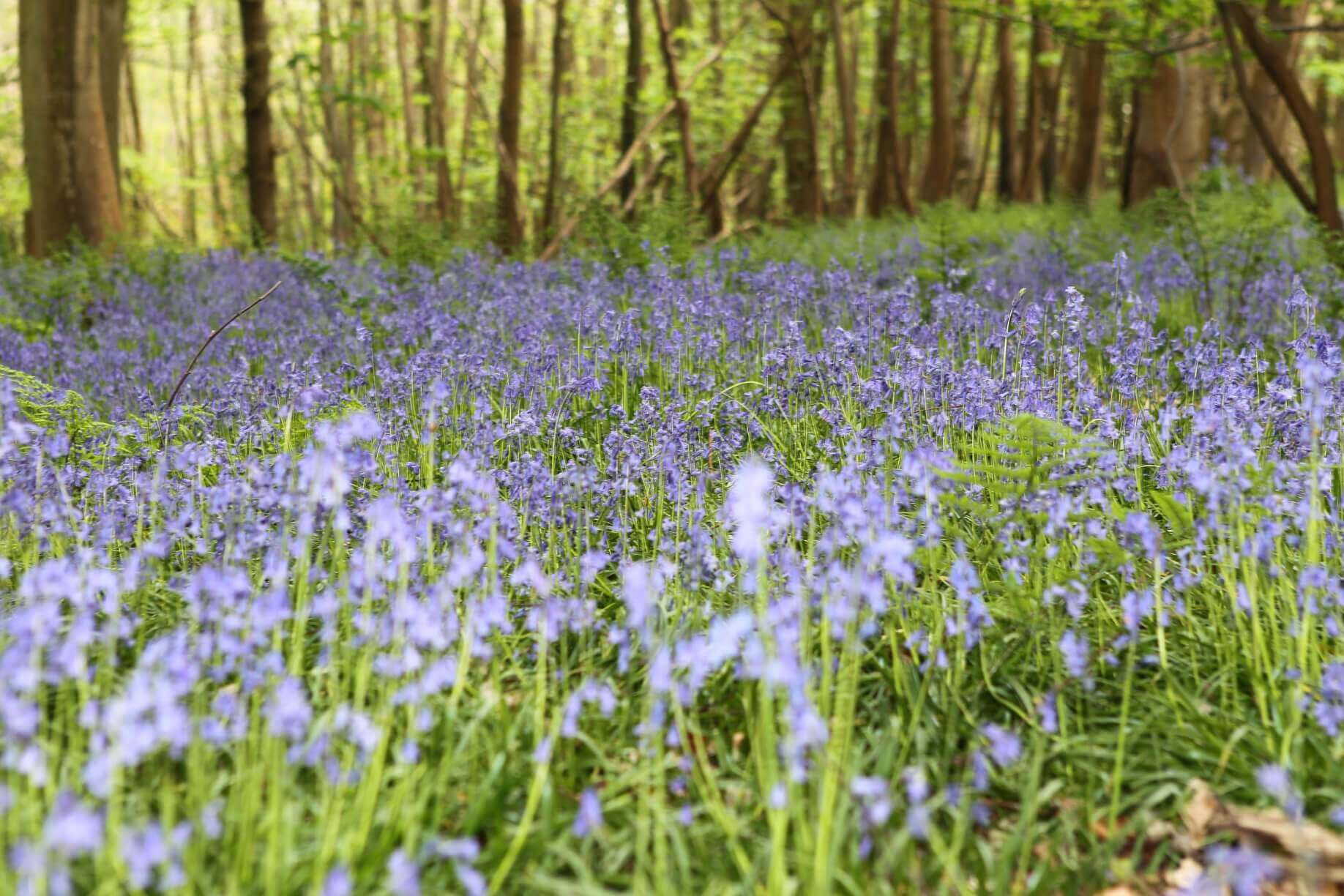 Blue bonnets in Sussex