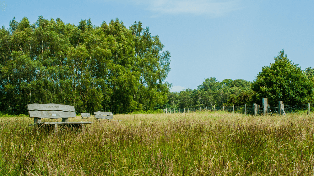 Photograph in Ashdown Forest