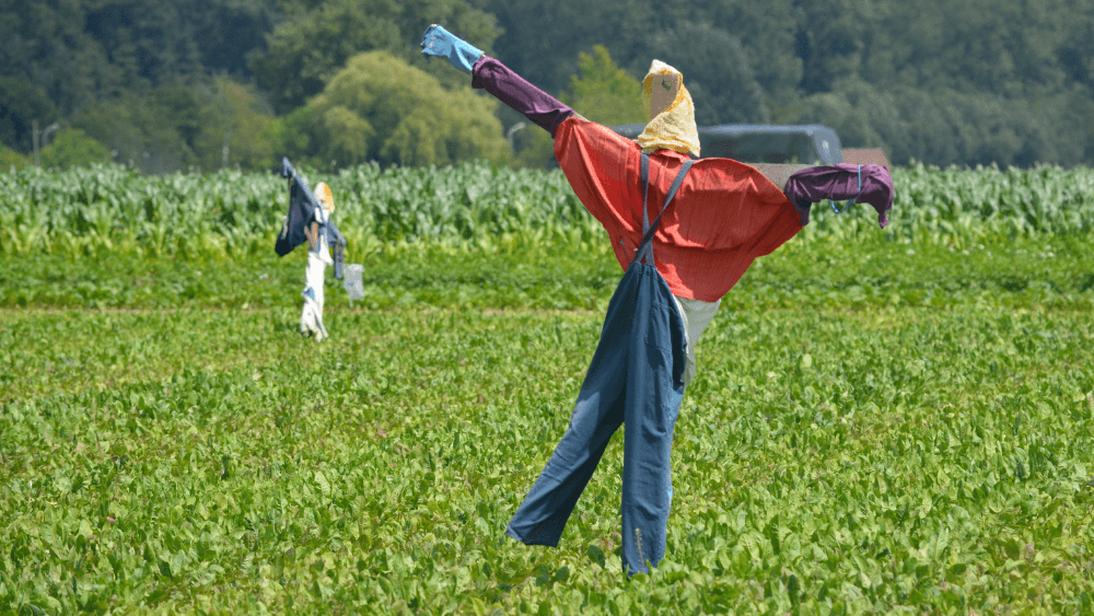 Photo of scarecrows in a field