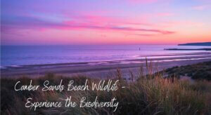 Camber Sands beach at dusk