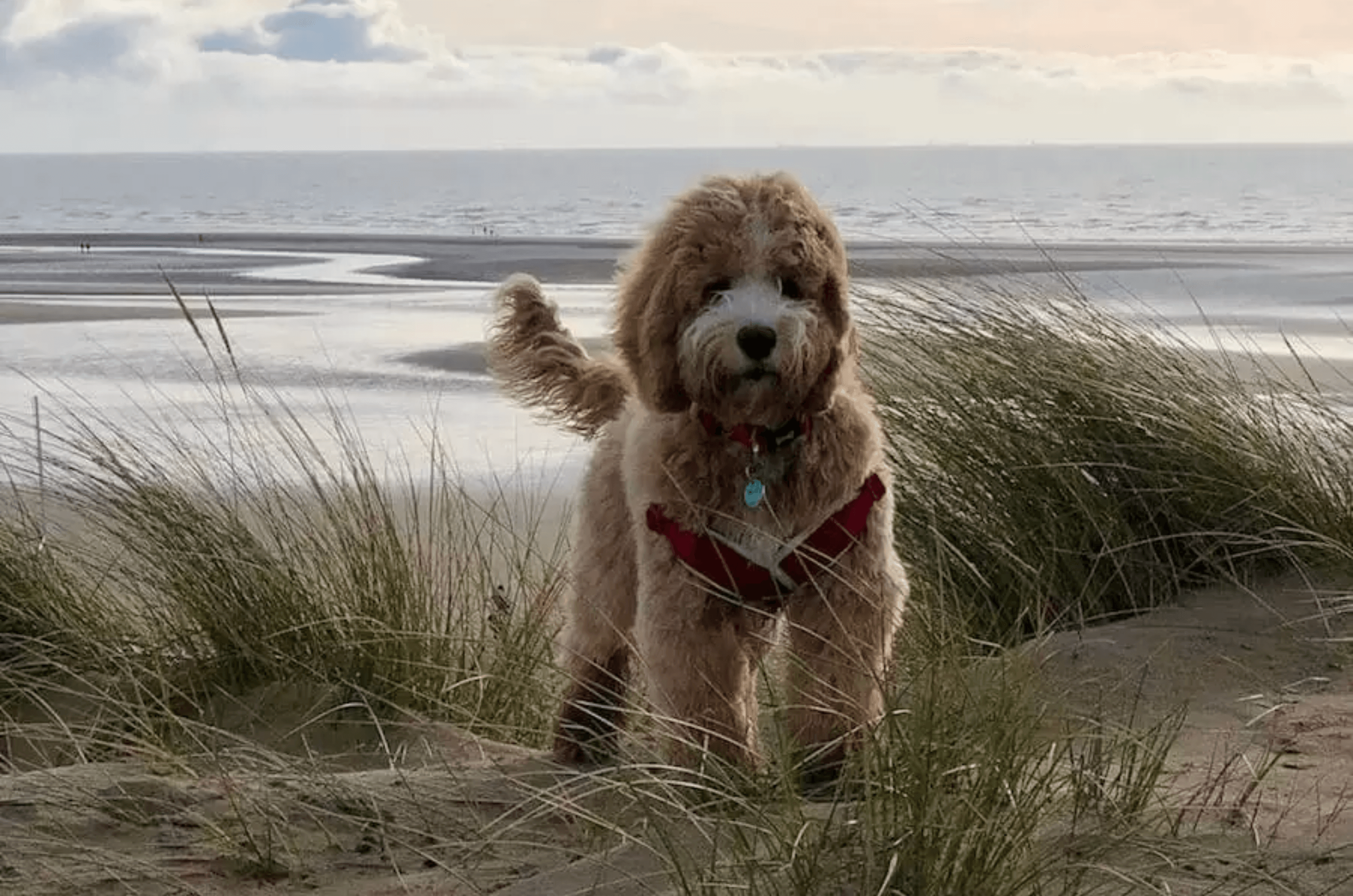 Dog Slider Image 2