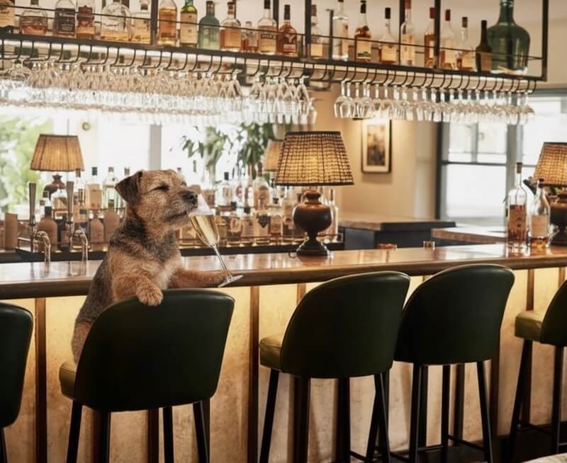 dog sitting at a bar in a dog-friendly pub in Camber Sands