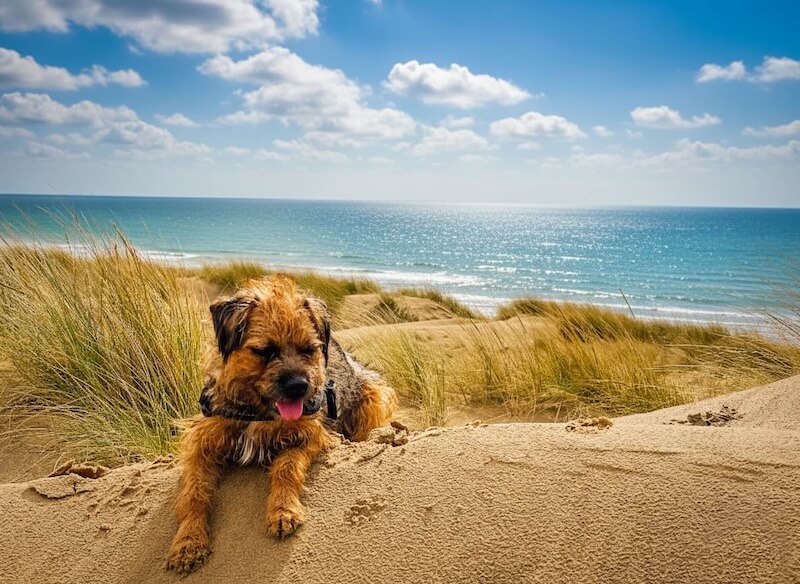 Dougal, our border terrier, lying on the Camber Sands dunes with the sea behind.