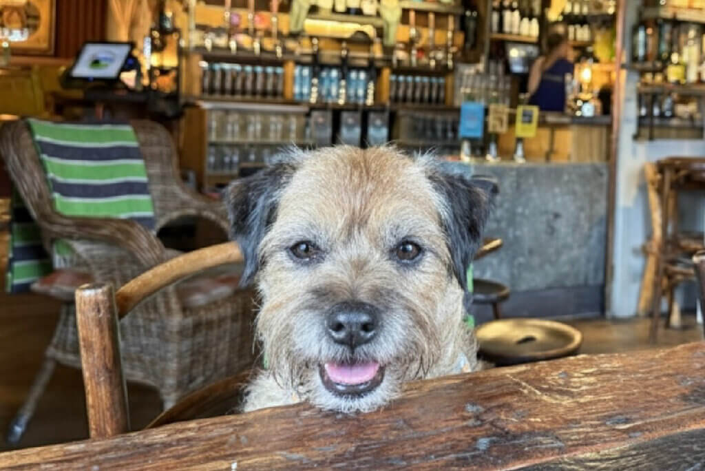 Dougal our Border Terrier relaxing in a dog-friendly pub near Camber Sands – perfect after a day on the beach