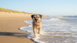 Dougal our Border Terrier running through the surf on Camber Sands beach – the perfect dog-friendly holiday spot