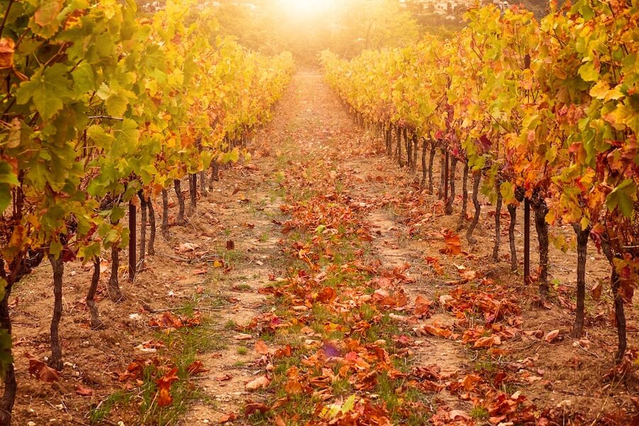 Vineyard in autumn, with bright sunlight and golden tones. sussex in October.