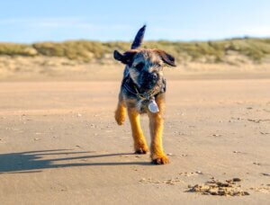 Border Terrier running across the dog friendly beach at Camber Sands
