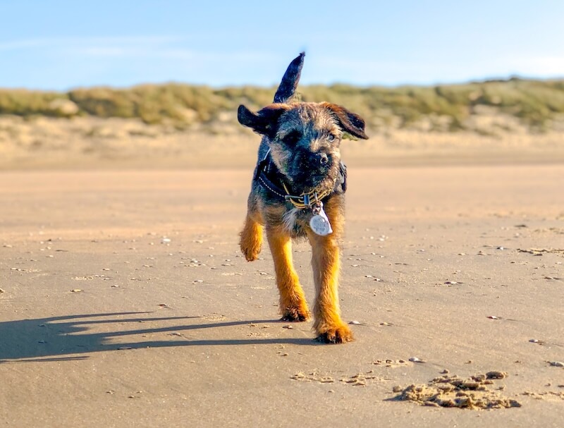 Border Terrier running across the dog friendly beach at Camber Sands