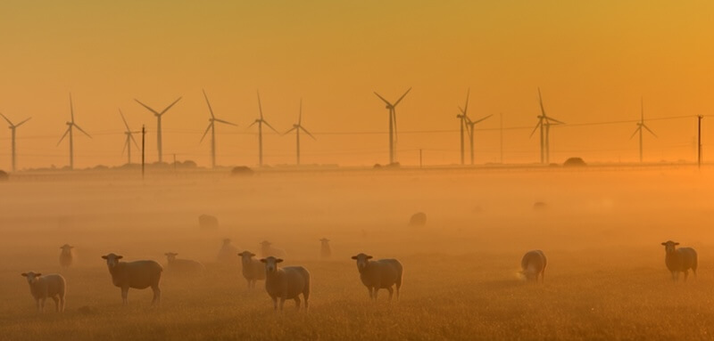 Romney marsh sheep grazing on the salt-rich grasses of the Romney marsh.