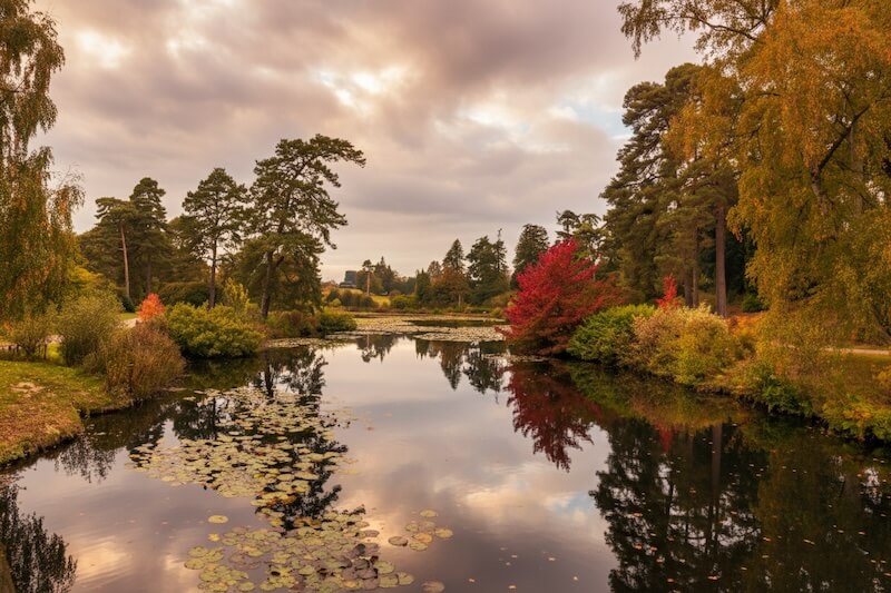Autumn trees at Bedgebury