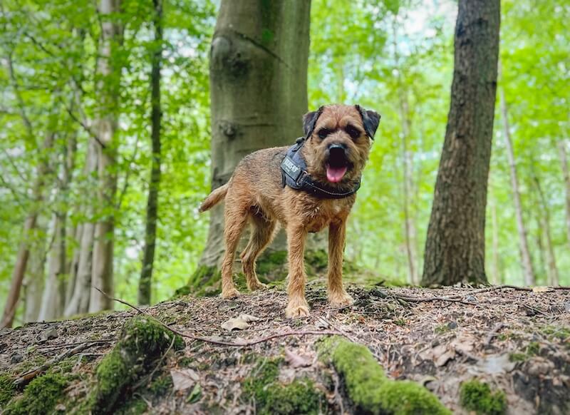 Border Terrier walking woodland trail in Brede High Woods 