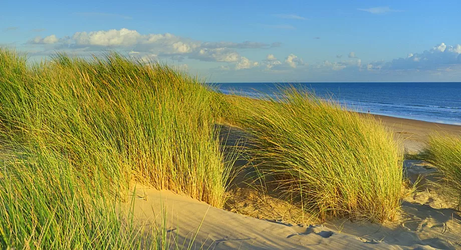 camber sands