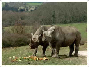 Eastern-Black-Rhino2_Hoofstock