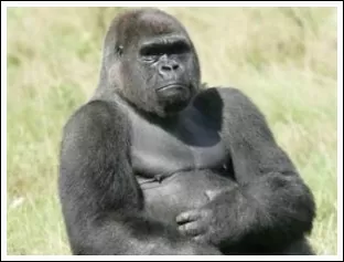 gorilla_for_new_years_resolution_1270041582