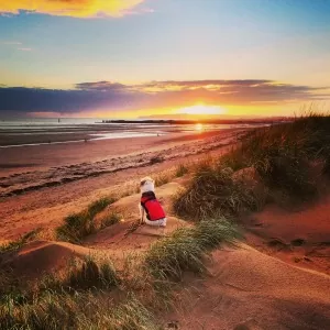 dog friendly camber holiday cottages