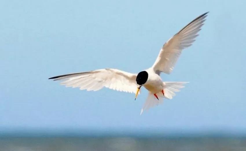 little tern at rye harbour nature reserve