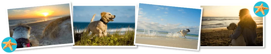 dog friendly camber sands