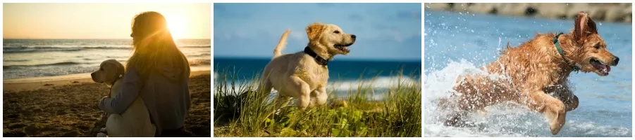 dog friendly camber sands holiday cottages