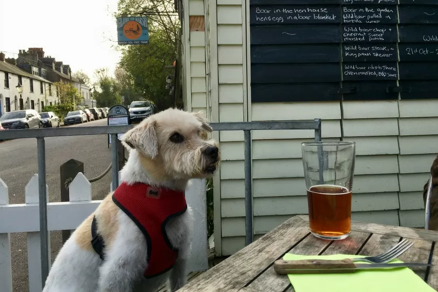 oscar enjoying a pint