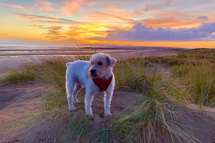 Dog-Friendly Beaches in East Sussex