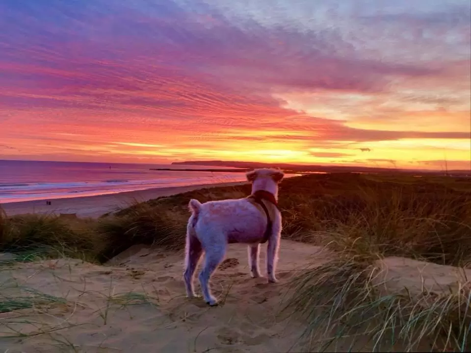 Oscar on the beach in Camber Sands