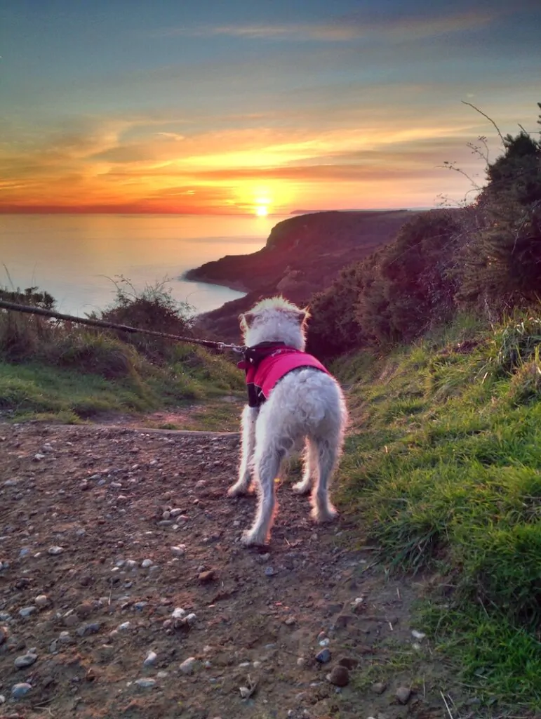 dog on woodland trail in Hastings Country Park with autumn colours