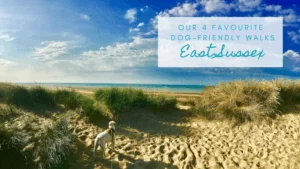 4 of our favourite dog walks in East Sussex