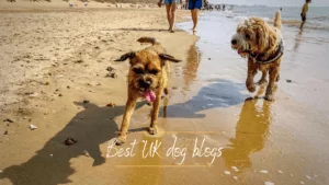 Best UK dog blogs