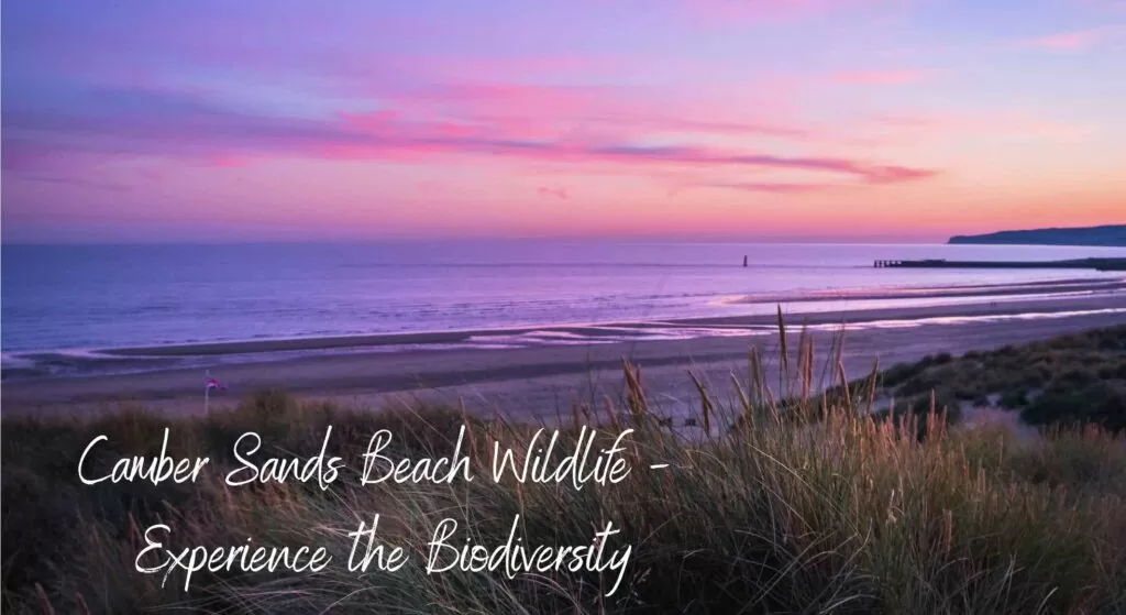 Camber Sands beach at dusk