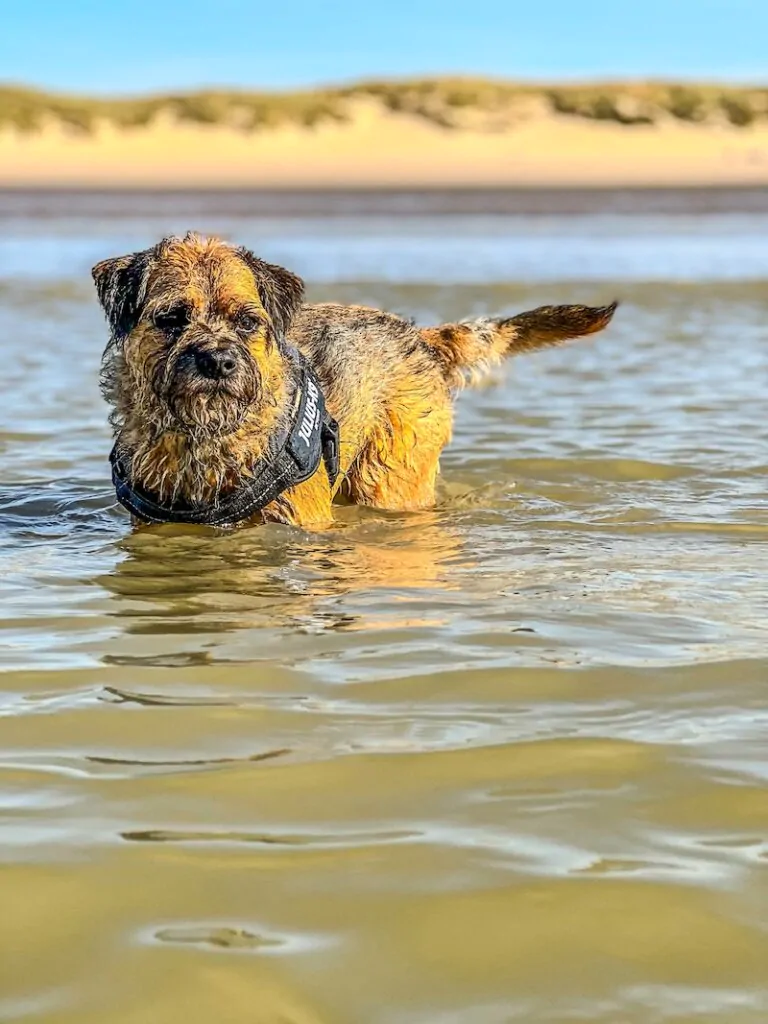 Dog‑friendly walk on Camber Sands Beach near the dunes