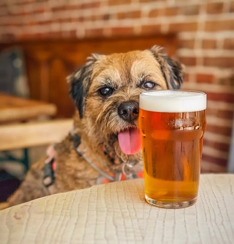 Dog-Friendly Pubs in Rye – cosy bar welcome for dogs