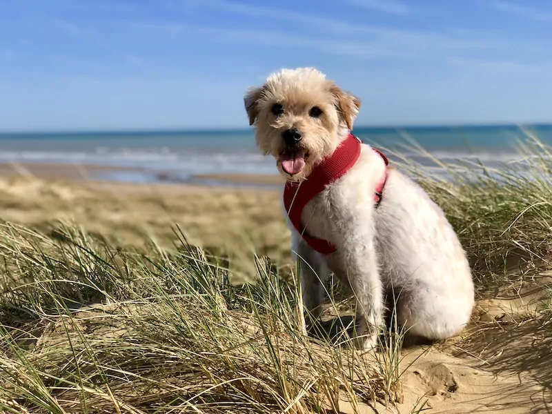 Small dog in a red harness sitting on the Camber Sands dunes with the sea behind.