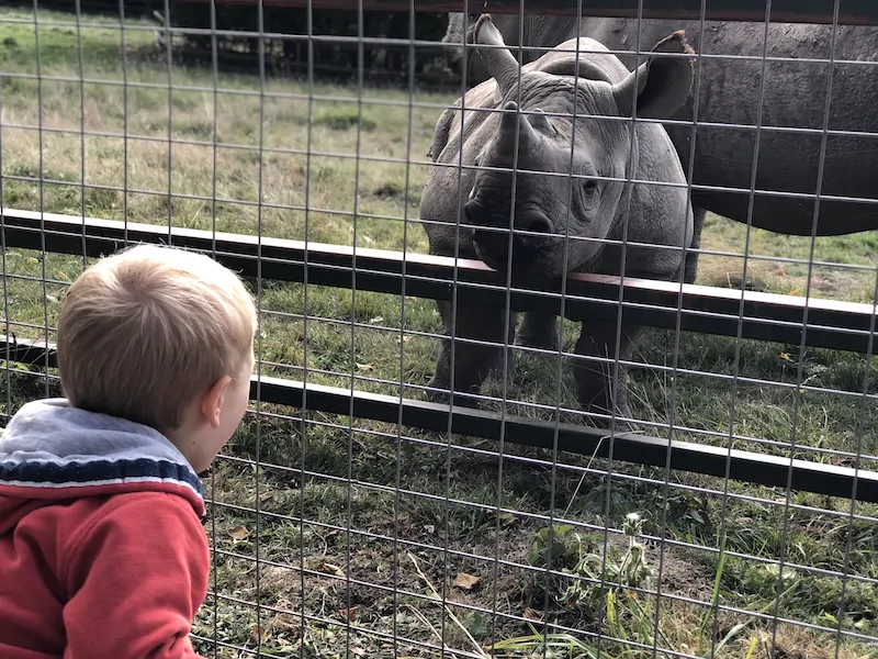 Family safari day at Port Lympne near Camber Sands with kids