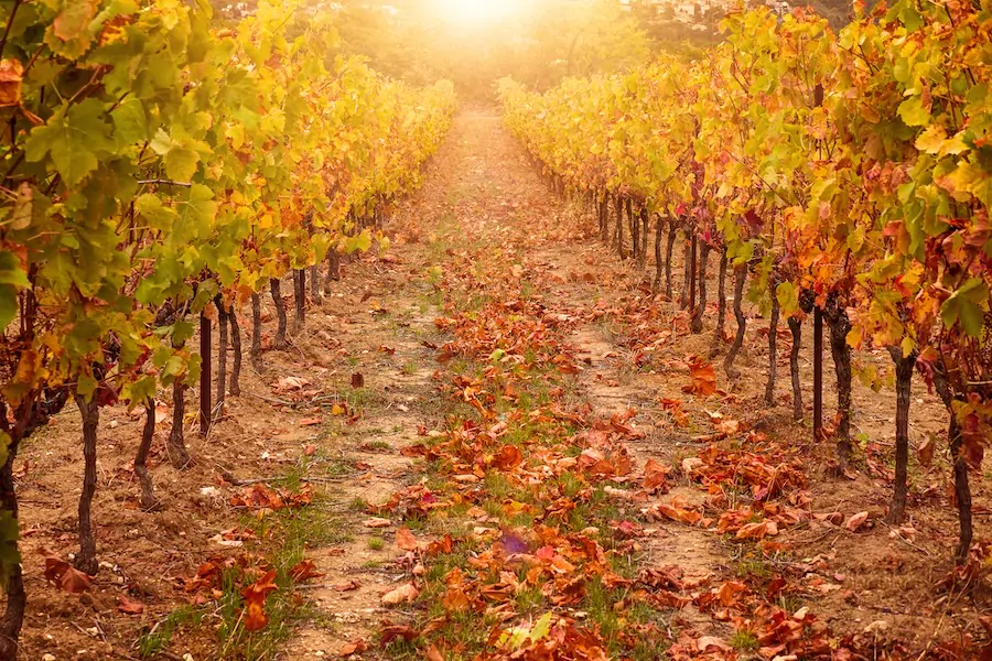 Vineyard in autumn, with bright sunlight and golden tones. sussex in October.